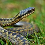 adder in grasveld